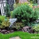 Хвойні композиції в ландшафтному дизайні дачної ділянки (композиції) Хвойні композиції в ландшафтному дизайні дачної ділянки