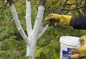 Яблуні на дачі посадка, вирощування і догляд (плодів) Яблуні на дачі посадка, вирощування і догляд