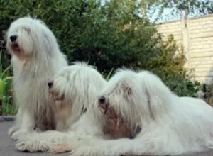 Южнорусская вівчарка - вона ж українська або російська зовнішність, характер, догляд, фото (характер) Южнорусская вівчарка - вона ж українська або російська зовнішність, характер, догляд, фото
