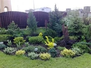 Хвойні композиції в ландшафтному дизайні дачної ділянки (композиції) Хвойні композиції в ландшафтному дизайні дачної ділянки