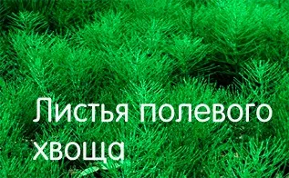 Хвощ польовий, лікування хвощем польовим (хвощ) Хвощ польовий, лікування хвощем польовим