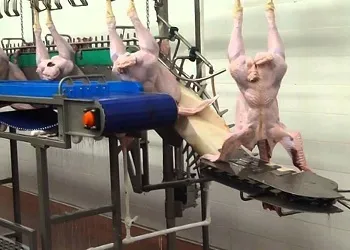 забій страусів