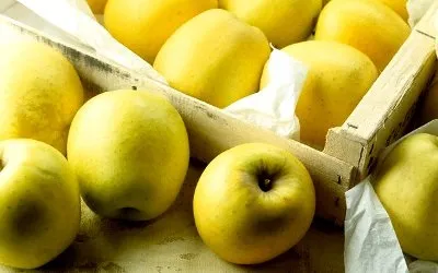 Яблуні на дачі посадка, вирощування і догляд (вирощування) Яблуні на дачі посадка, вирощування і догляд