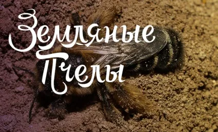 Навіщо, чому і як бджоли роблять мед (роблять) Навіщо, чому і як бджоли роблять мед
