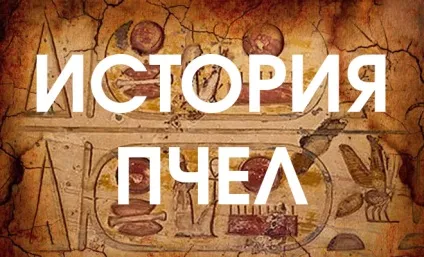 Навіщо, чому і як бджоли роблять мед (бджоли роблять віск) Навіщо, чому і як бджоли роблять мед