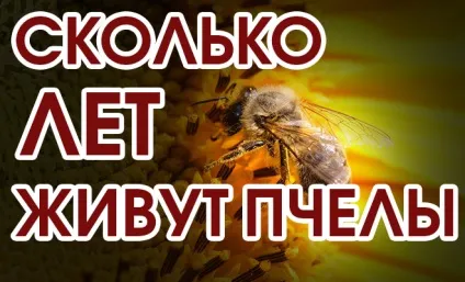 Навіщо, чому і як бджоли роблять мед (бджоли роблять віск) Навіщо, чому і як бджоли роблять мед