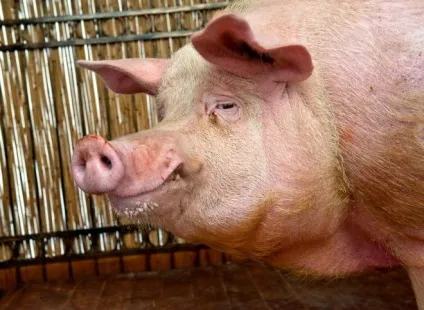 Хряк і борів різниця між цими поняттями