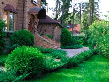 Хвойні композиції в ландшафтному дизайні дачної ділянки (ділянки) Хвойні композиції в ландшафтному дизайні дачної ділянки