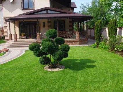 Хвойні композиції в ландшафтному дизайні дачної ділянки (ділянки) Хвойні композиції в ландшафтному дизайні дачної ділянки