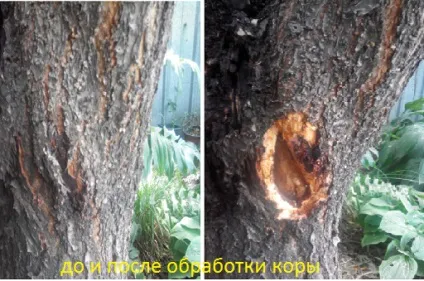 Захист плодових дерев від короеда (плодових) Захист плодових дерев від короеда