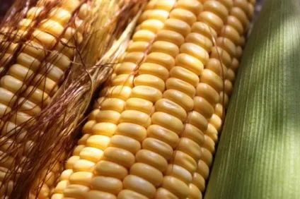 Витрати на збут продукції (продукції) Витрати на збут продукції