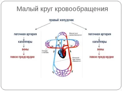 Застій в малому колі кровообігу симптоми і лікування (застій) Застій в малому колі кровообігу симптоми і лікування