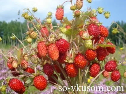 Заміна продуктів, рецепти з фото (як замінити спеції) Заміна продуктів, рецепти з фото