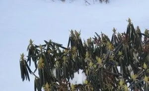 Зимостійкість і морозостійкість рослин