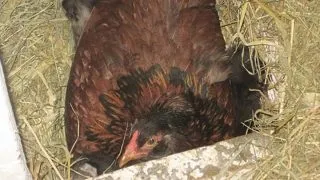 Знайомтеся хана - кішка з найнеймовірнішими в світі очима! (Знайомтеся) Знайомтеся хана - кішка з найнеймовірнішими в світі очима!