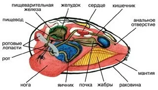 Значення молюсків у природі та житті людини