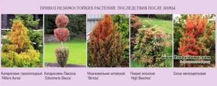 Зимостійкість і морозостійкість садових рослин, сайт про сад, дачі і кімнатних рослинах (зимостійкість) Зимостійкість і морозостійкість садових рослин, сайт про сад, дачі і кімнатних рослинах