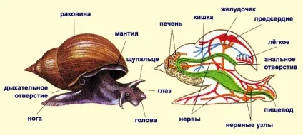 Значення молюсків у природі та житті людини