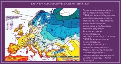 Зимостійкість і морозостійкість садових рослин, сайт про сад, дачі і кімнатних рослинах (асортименту об'єднуються своєрідну) Зимостійкість і морозостійкість садових рослин, сайт про сад, дачі і кімнатних рослинах