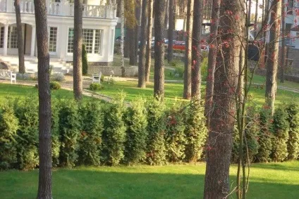 Жива огорожа з яких рослин її можна зробити (яких) Жива огорожа з яких рослин її можна зробити