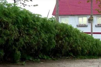 Жива огорожа з яких рослин її можна зробити (яких) Жива огорожа з яких рослин її можна зробити