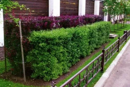 Жива огорожа з яких рослин її можна зробити (живопліт) Жива огорожа з яких рослин її можна зробити