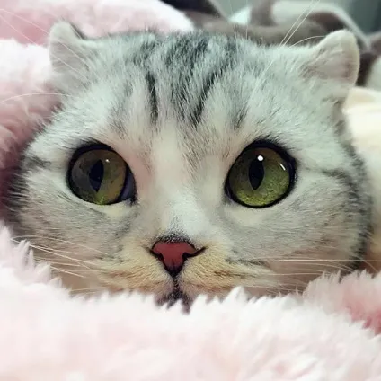 Знайомтеся хана - кішка з найнеймовірнішими в світі очима! (Хана) Знайомтеся хана - кішка з найнеймовірнішими в світі очима!