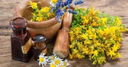 Звіробій корисні властивості, протипоказання і рекомендації щодо вживання (протипоказання) Звіробій корисні властивості, протипоказання і рекомендації щодо вживання