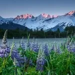 15 Цікавих фактів про картоплю (картоплі) 15 Цікавих фактів про картоплю