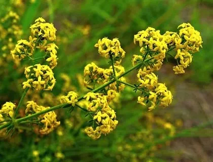 10 Кращих багаторічних квітів які підійдуть для сибіру (сибіру) 10 Кращих багаторічних квітів які підійдуть для сибіру