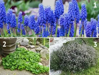 10 Кращих багаторічних квітів які підійдуть для сибіру (квітів) 10 Кращих багаторічних квітів які підійдуть для сибіру