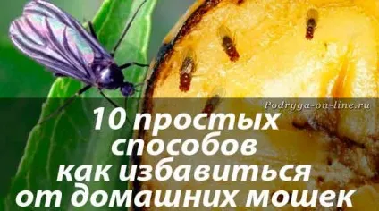 10 Простих способів як позбутися від домашніх мошок (як позбутися від домашніх мошок) 10 Простих способів як позбутися від домашніх мошок