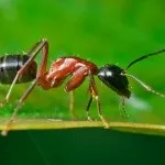 28 Цікавих фактів про щурів