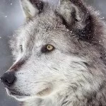 28 Цікавих фактів про щурів