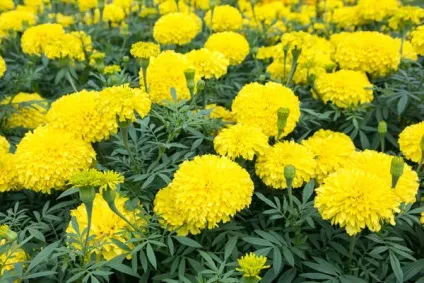 16 Квіткових культур, які потрібно посіяти на розсаду в квітні (аквилегия полюбилася яскраві квітки) 16 Квіткових культур, які потрібно посіяти на розсаду в квітні