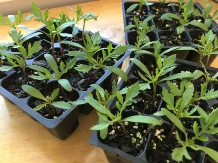 16 Квіткових культур, які потрібно посіяти на розсаду в квітні (головні причини популярності однорічної) 16 Квіткових культур, які потрібно посіяти на розсаду в квітні