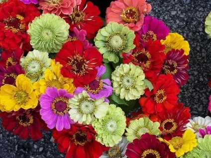 16 Квіткових культур, які потрібно посіяти на розсаду в квітні (головні причини популярності однорічної) 16 Квіткових культур, які потрібно посіяти на розсаду в квітні