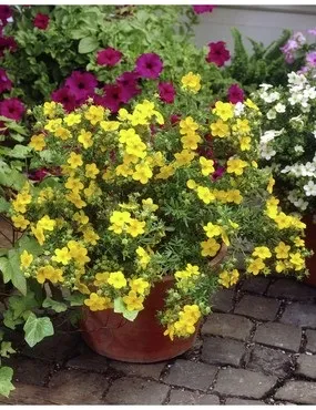 5 декоративних чагарників, які варто посадити в саду! (Стоїть) 5 декоративних чагарників, які варто посадити в саду!