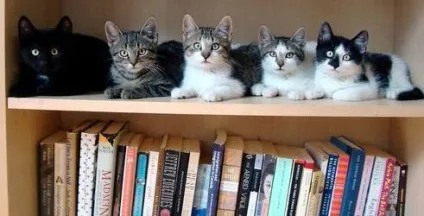 5 Способів перетворити книжкову полицю (полку) 5 Способів перетворити книжкову полицю