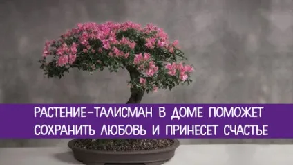 7 Рослин-талісманів приносять щастя і любов у ваш будинок (рослин-талісманів) 7 Рослин-талісманів приносять щастя і любов у ваш будинок