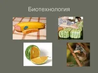 997 Презентації на тему біотехнології на (скачати презентації на тему біотехнології) 997 Презентації на тему біотехнології на