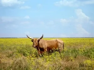 Африканські корови ватусси (корови) Африканські корови ватусси