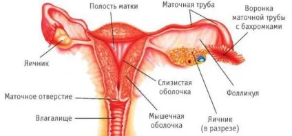 Аденоміоз матки - що це таке симптоми і лікування при вагітності (таке) Аденоміоз матки - що це таке симптоми і лікування при вагітності