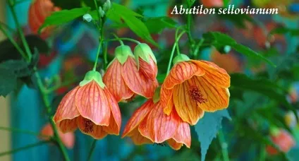 Абутілон (кімнатний клен) види і догляд