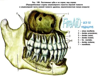 анатомія зуби