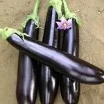 Баклажан і догляд за ним 10 порад (догляд) Баклажан і догляд за ним 10 порад