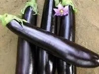 Баклажан і догляд за ним 10 рад (баклажан) Баклажан і догляд за ним 10 порад