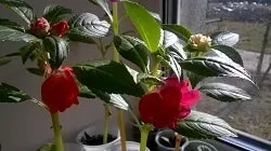 Бальзамін - хвороби, ефективне лікування (хвороби) Бальзамін - хвороби, ефективне лікування
