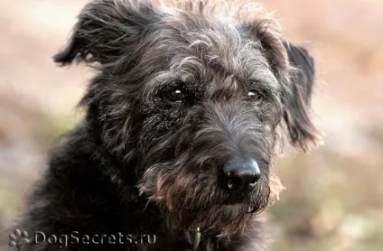 Баланопостит у собак лікування, фото (фолікулярний) Баланопостит у собак лікування, фото