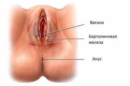 Бартоліновая заліза властивості, призначення, хвороби (протягом тривалого часу) Бартоліновая заліза властивості, призначення, хвороби
